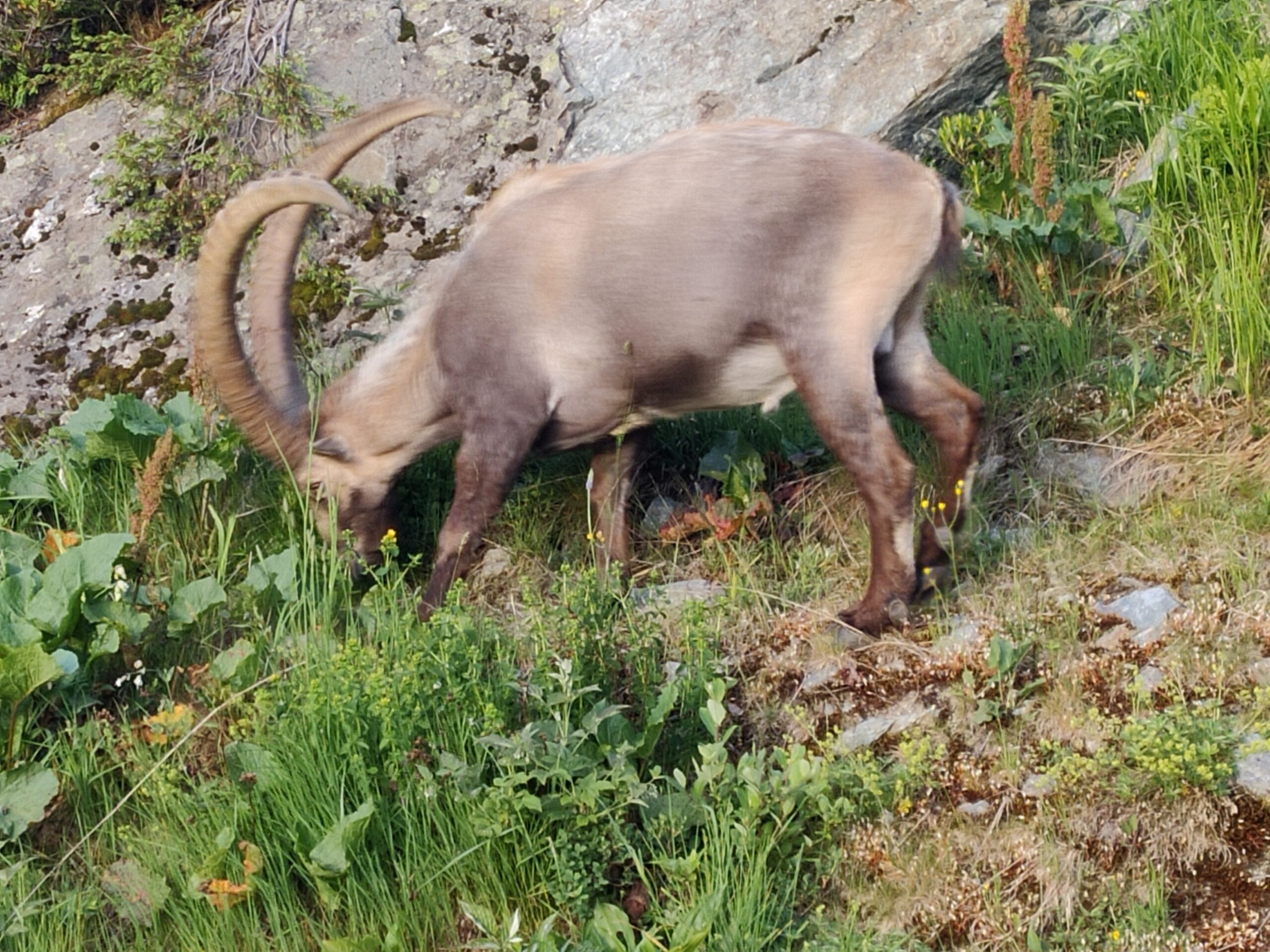 2025 - TOUR DES FIZ ET DES AIGUILLES ROUGES-2 2025 - TOUR DES FIZ ET DES AIGUILLES ROUGES-2